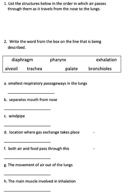 solved-list-the-structures-below-in-the-order-in-which-air-passes