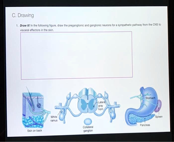 C. Drawing 1. Draw It! In the following figure, draw the preganglionic ...