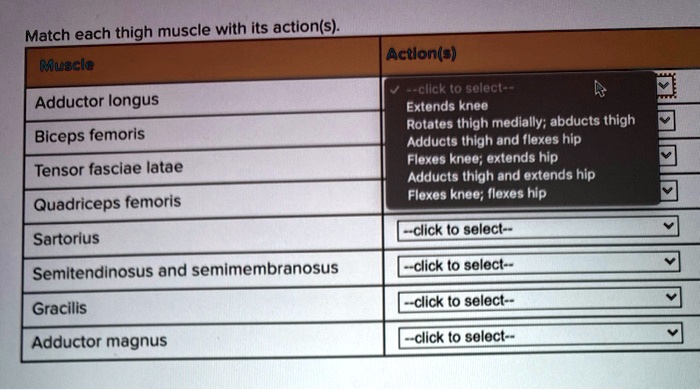 Match each thigh muscle with its action(s).
Muscle
Action(s)
Adductor longus
Extends knee
Rotates thigh medially; abducts thigh
Adducts thigh and flexes hip
Biceps femoris
Flexes knee; extends hip
Adducts thigh and extends hip
Flexes knee; flexes hip
Tensor fasciae latae
Quadriceps femoris
Sartorius
Semitendinosus and semimembranosus
Gracilis
Adductor magnus