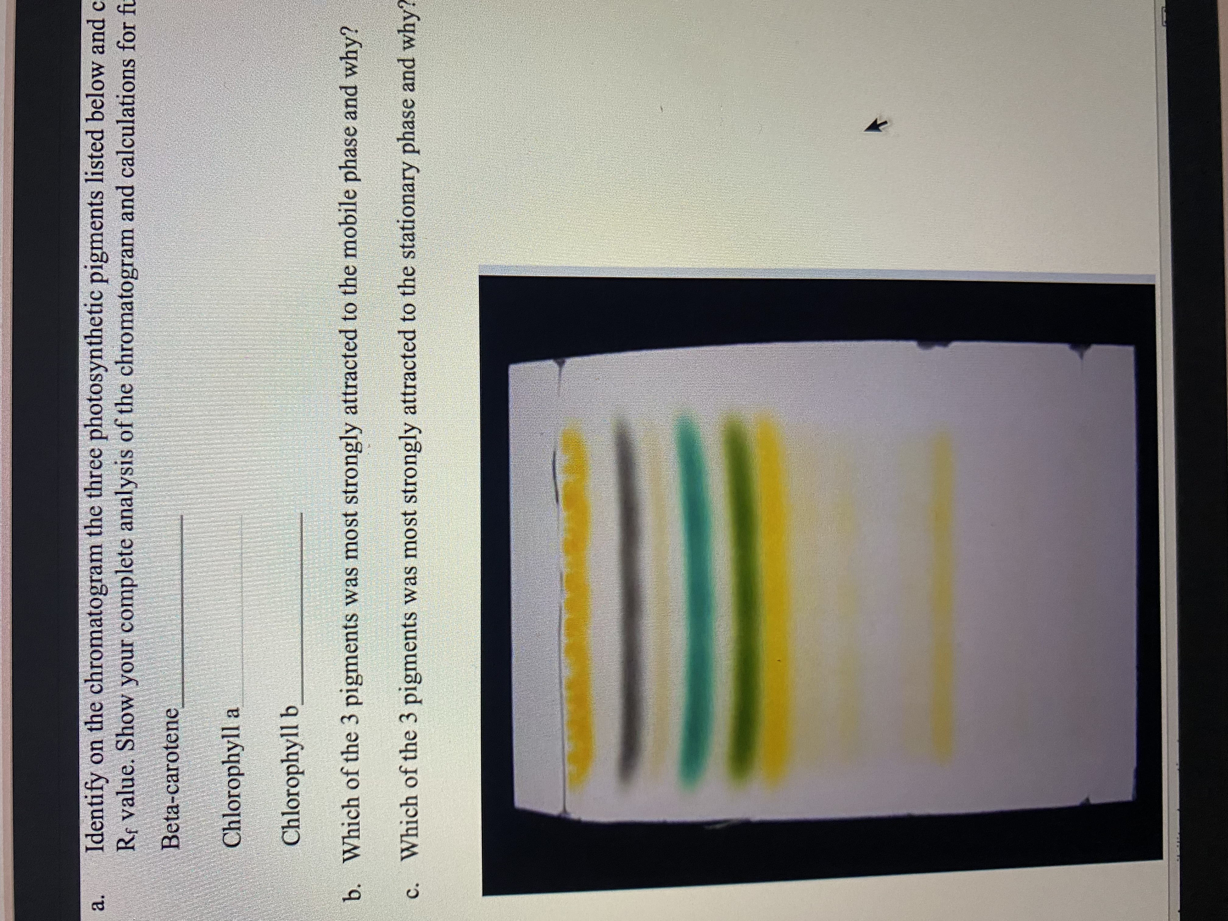 a. Identify on the chromatogram the three photosynthetic pigments listed below and calculate the Rf value. Show your complete analysis of the chromatogram and calculations for further review.
Beta-carotene
Chlorophyll a
Chlorophyll b
b. Which of the 3 pigments was most strongly attracted to the mobile phase and why?
c. Which of the 3 pigments was most strongly attracted to the stationary phase and why?