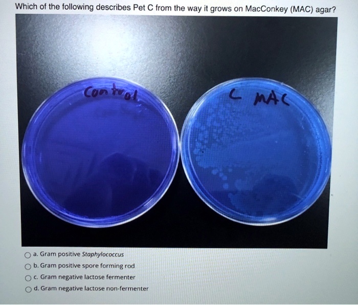 SOLVED: Which of the following describes Pet C from the way it grows on ...