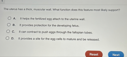 SOLVED: The uterus has a thick, muscular wall. What function does this
