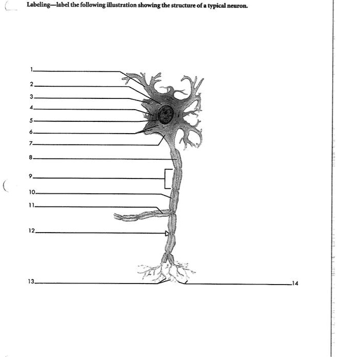 SOLVED: Labeling-label the following illustration showing the structure ...