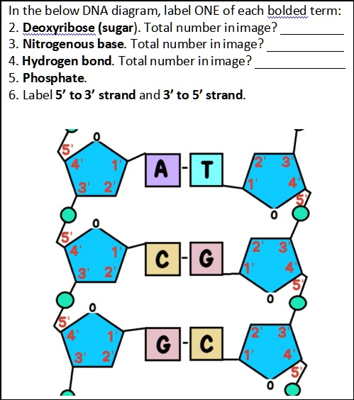 In the below DNA diagram, label ONE of each bolded term: 2. Deoxyribose ...