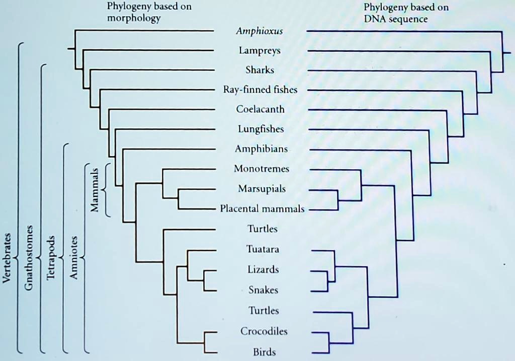 SOLVED:Phylogeny Based On Morphology Phylogeny Based On DNA Sequence ...