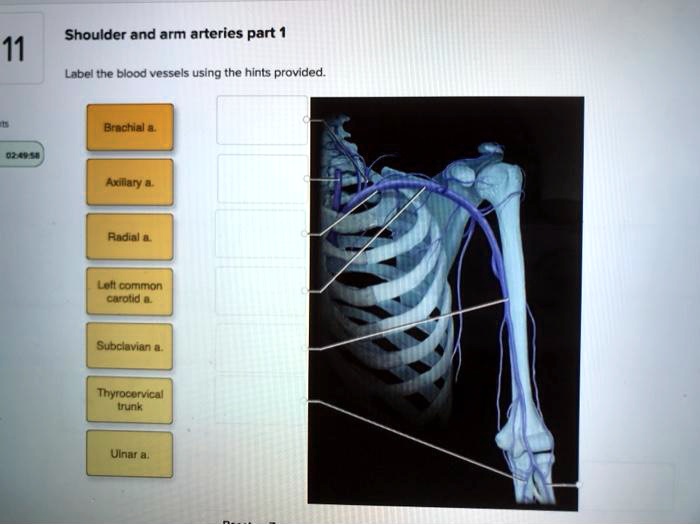 SOLVED: Shoulder and Arm Arteries Part 1 11. Label the blood vessels ...