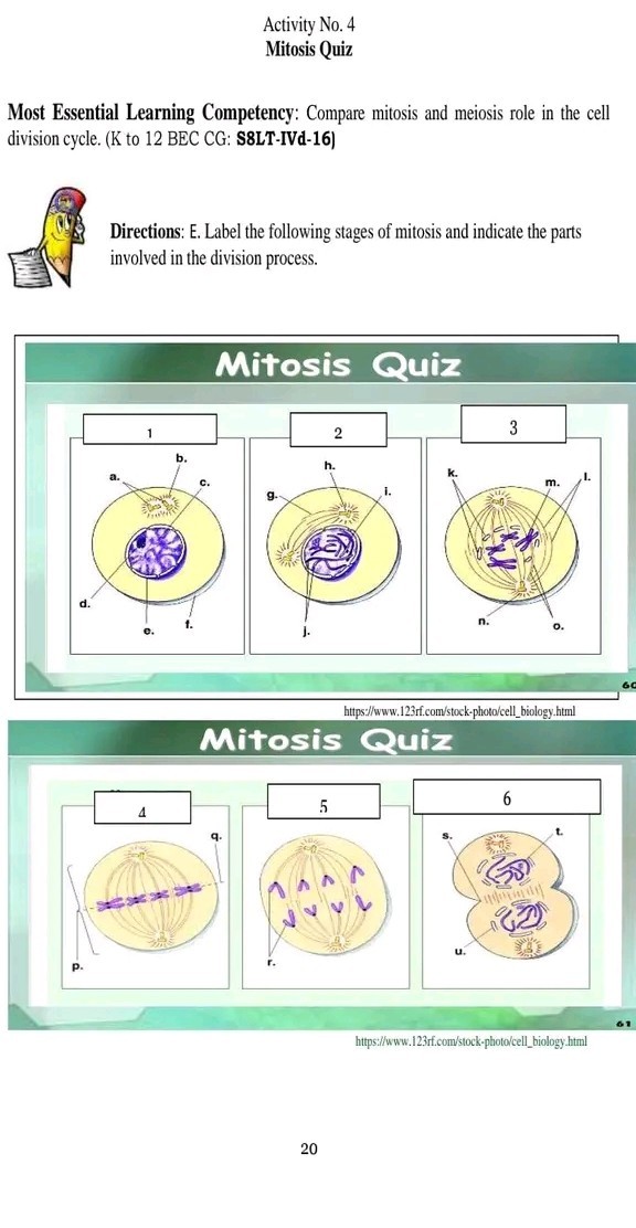 SOLVED: Activity No. 4 Mitosis Quiz Most Essential Learning Competency ...