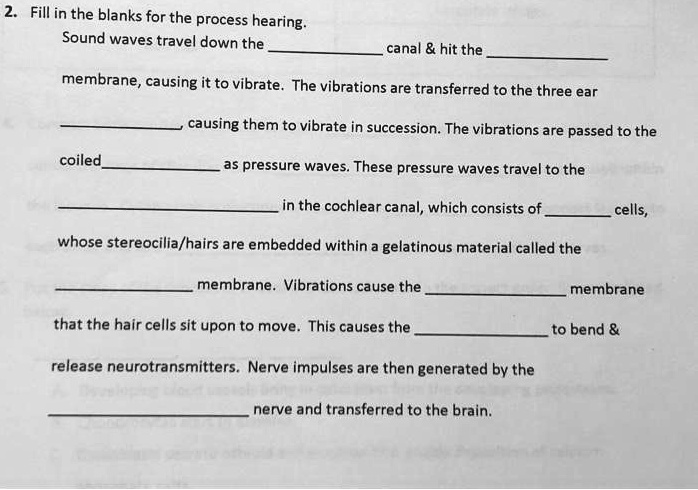 2. Fill in the blanks for the process hearing.
Sound waves travel down the  canal     hit the  membrane, causing it to vibrate. The vibrations are transferred to the three ear  causing them to vibrate in succession. The vibrations are passed to the coiled  as pressure waves. These pressure waves travel to the  in the cochlear canal, which consists of  cells, whose stereocilia/hairs are embedded within a gelatinous material called the  membrane. Vibrations cause the  membrane that the hair cells sit upon to move. This causes the  to bend     release neurotransmitters. Nerve impulses are then generated by the  nerve and transferred to the brain.
