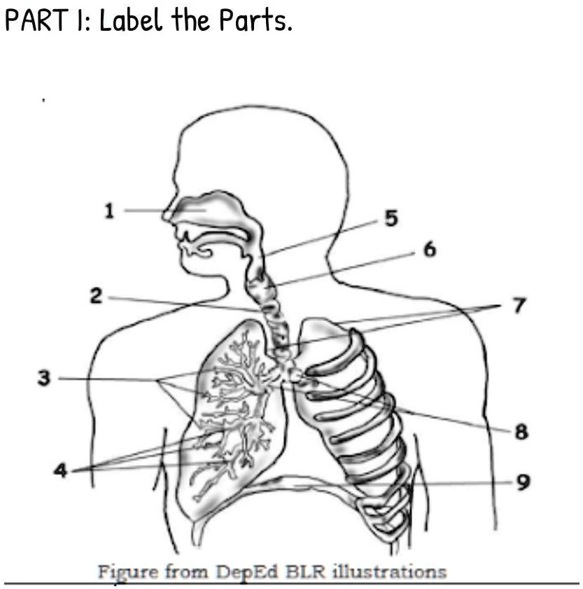 Label the parts of the respiratory system. PART I: Label the Parts: 1 ...