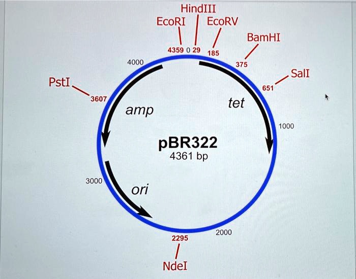 SOLVED Utilizing the following plasmid map (4361 paired bases