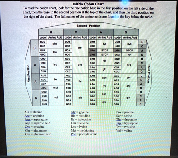 MRNA Codon Chart To read the codon chart look for the… SolvedLib