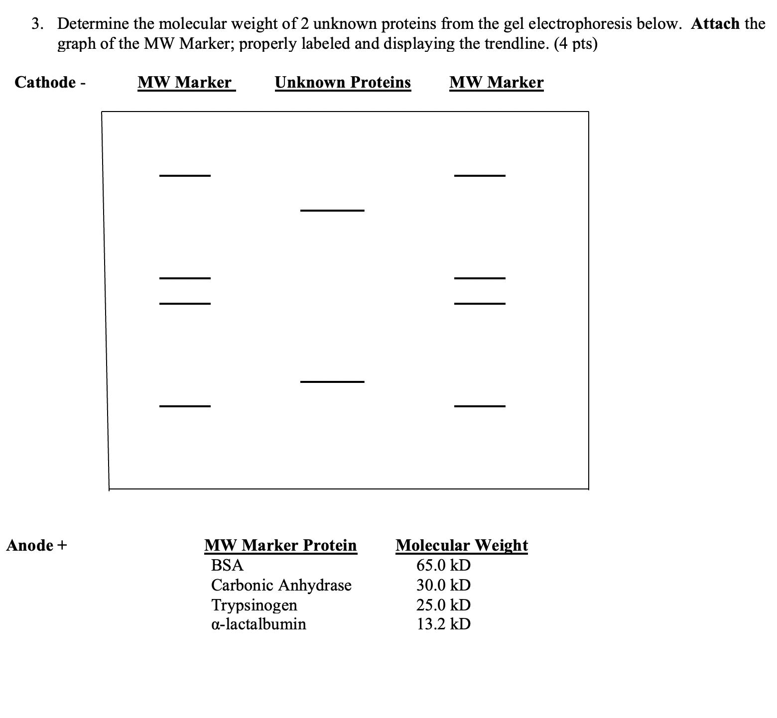 SOLVED: 3. Determine the molecular weight of 2 unknown proteins from ...