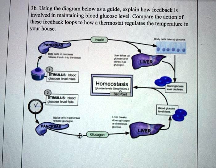 SOLVED:3b. Using the diagram below as & guide, explain how feedback is ...