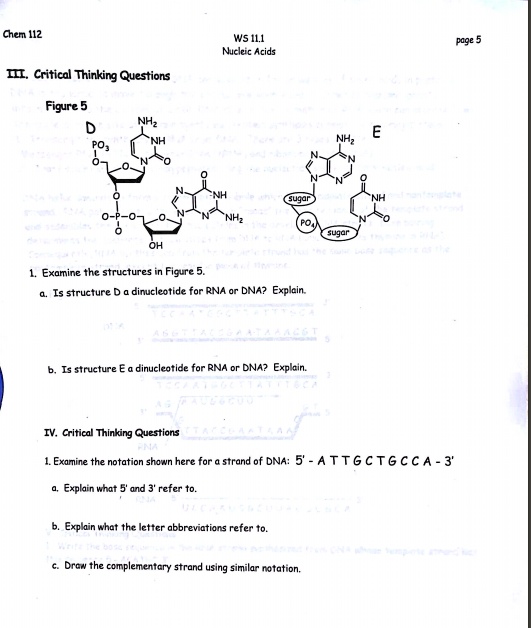 critical thinking questions about nucleic acids