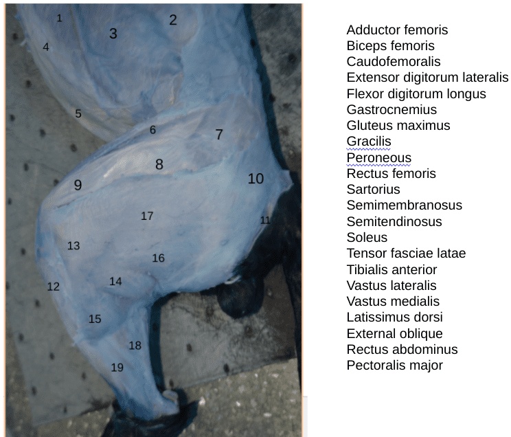 SOLVED: Help with labeling cat dissection 2 Adductor femoris Biceps ...