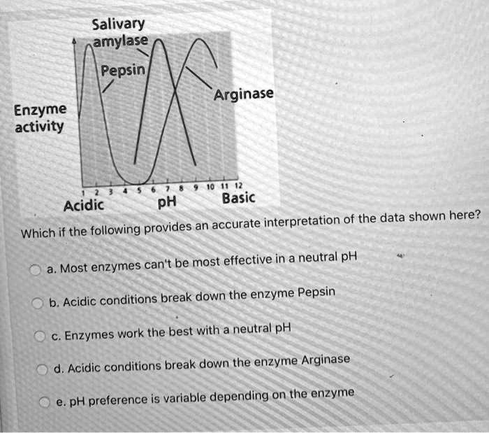 Salivary amylase Pepsin Arginase Enzyme activity Acidic PH Basic accurate interpretation of the