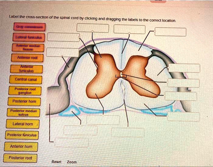 Label the crosssection of the spinal cord by clicking and dragging the