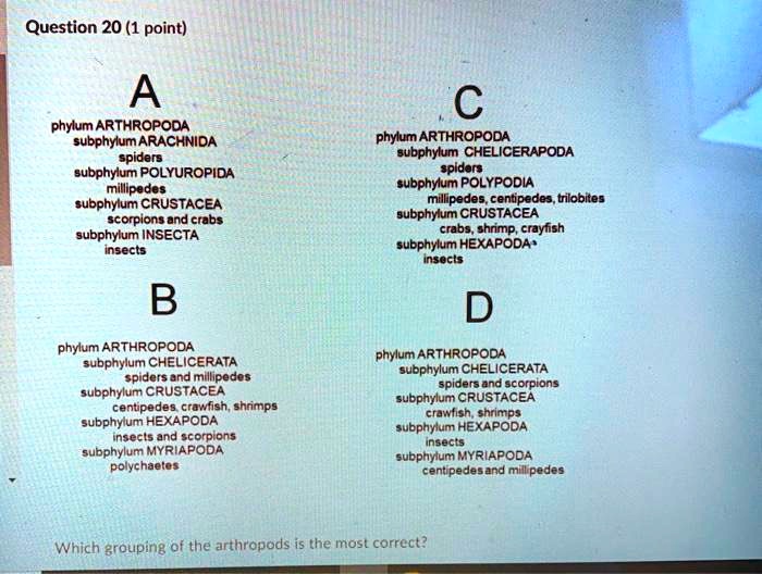 SOLVED: Phylum ARTHROPODA, subphylum ARACHNIDA (spiders), subphylum