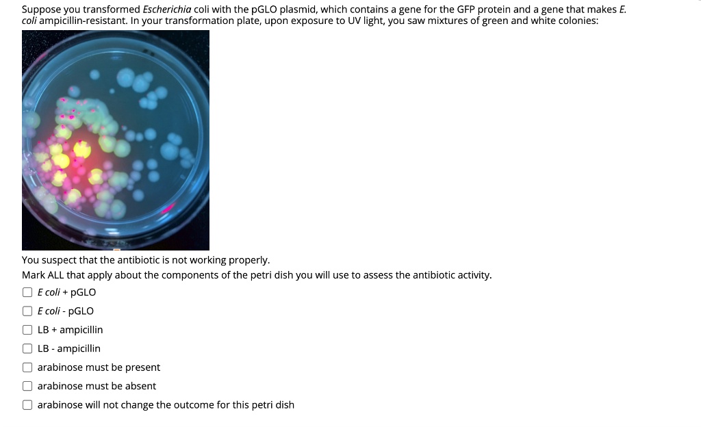 Suppose you transformed Escherichia coli with the pGLO plasmid, which contains a gene for the GFP protein and a gene that makes E. coli ampicillin-resistant. In your transformation plate, upon exposure to UV light, you saw mixtures of green and white colonies:
You suspect that the antibiotic is not working properly.
Mark ALL that apply about the components of the petri dish you will use to assess the antibiotic activity.
E coli + pGLO
E coli - pGLO
LB + ampicillin
LB - ampicillin
arabinose must be present
arabinose must be absent
arabinose will not change the outcome for this petri dish