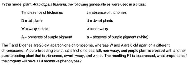 In the model plant Arabidopsis thaliana, the following genes/alleles were used in a cross:
T = presence of trichomes		t = absence of trichomes
D = tall plants		d = dwarf plants
W = waxy cuticle		w = nonwaxy
A = presence of purple pigment		a = absence of purple pigment (white)
The T and D genes are 26 CM apart on one chromosome, whereas W and A are 8 CM apart on a different
chromosome. A pure-breeding plant that is trichomeless, tall, non-waxy, and purple plant is crossed with another
pure-breeding plant that is trichomed, dwarf, waxy, and white. The resulting F1 is testcrossed, what proportion of
the progeny will have all 4 recessive phenotypes?
