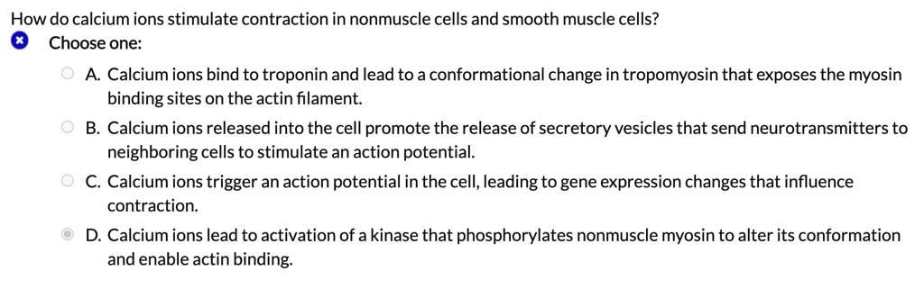 How do calcium ions stimulate contraction in nonmuscle cells and smooth muscle cells?
Choose one:
A. Calcium ions bind to troponin and lead to a conformational change in tropomyosin that exposes the myosin binding sites on the actin filament.
B. Calcium ions released into the cell promote the release of secretory vesicles that send neurotransmitters to neighboring cells to stimulate an action potential.
C. Calcium ions trigger an action potential in the cell, leading to gene expression changes that influence contraction.
D. Calcium ions lead to activation of a kinase that phosphorylates nonmuscle myosin to alter its conformation and enable actin binding.