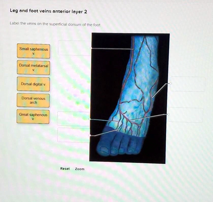 Leg And Foot Veins Anterior Layer 2 Label The Veins On The Superficial Dorsum Of The Foot 1256