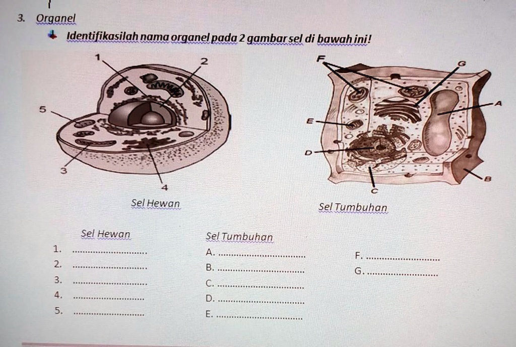 SOLVED: Identifikasilah Nama Organel Pada 2 Gambar Sel Di Bawah Ini ...