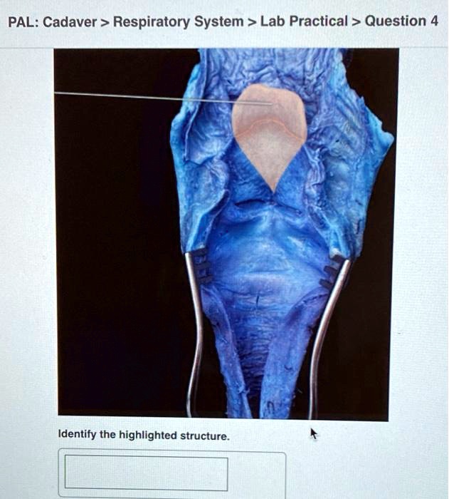 SOLVED PAL Cadaver Respiratory System Lab Practical Question 4