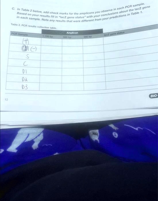 12 C. In Table 2 below, add check marks for the amplicons you observe ...