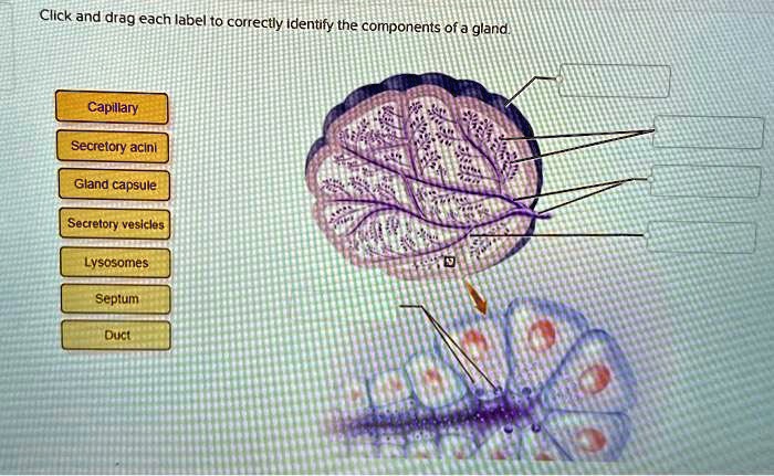 SOLVED: Texts: Click and drag each label to correctly identify the