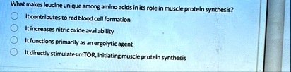 what makes leucine unique among amino acids in its role in muscle protein synthesis it contributes to red blood cell formation it increases nitric oxide availability it functions primarily a 60787