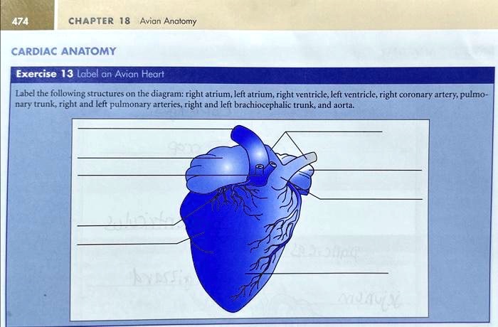 474 Chapter18avian Anatomy Cardiacanatomy Exercise 13 Labelan Avian 474 Chapter18avian Anatomy Cardiacanatomy Exercise 13 Labelan Avian