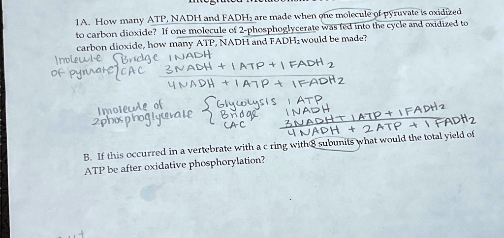 1a how many atp nadh and fadh2 are made when one molecule of pyruvate is oxidized to carbon dioxide if one molecule of 2 phosphoglycerate was fed into the cycle and oxidized to carbon dioxid 45185