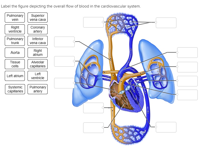 label the figure depicting the overall flow of blood in the ...