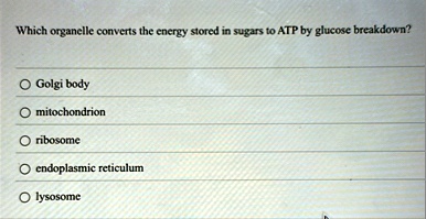 which organelle converts the energy stored in sugars to atp by glucose breakdown golgi body mitochondrion ribosome endoplasmic reticulum lysosome 48286