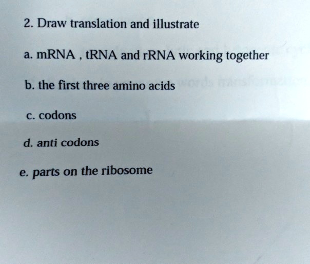 SOLVED: 2. Draw translation and illustrate a. mRNA tRNA and rRNA ...