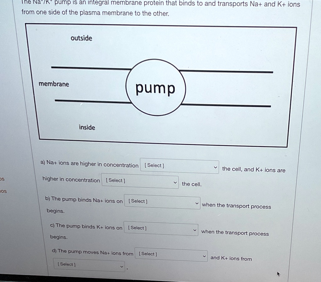 The Na+/K+ pump is an integral membrane protein that binds to and transports Na+ and K+ ions from one side of the plasma membrane to the other.
membrane
outside
inside
pump
a) Na+ ions are higher in concentration [Select] the cell, and K+ ions are
higher in concentration [Select] the cell.
b) The pump binds Na+ ions on [Select] when the transport process
begins.
c) The pump binds K+ ions on [Select] when the transport process
begins.
d) The pump moves Na+ ions from [Select] and K+ ions from
[Select]