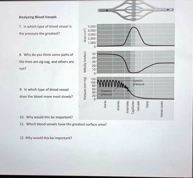 Analyzing Blood Vessels
7. In which type of blood vessel is the pressure the greatest?
8. Why do you think some parts of the lines are zig-zag, and others are not?
9. In which type of blood vessel does the blood move most slowly?
10. Why would this be important?
11. Which blood vessels have the greatest surface area?
12. Why would this be important?