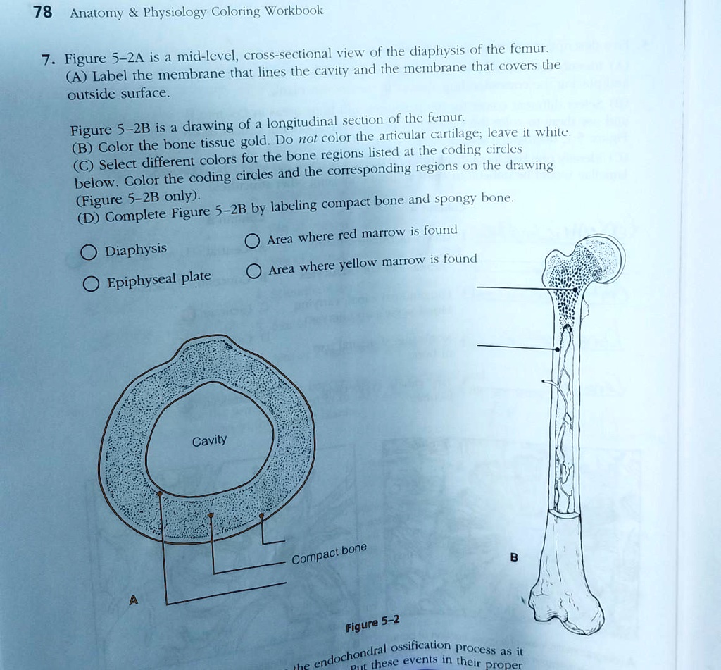 SOLVED: Anatomy Physiology Coloring Workbook Figure 5-2A is a mid-level ...