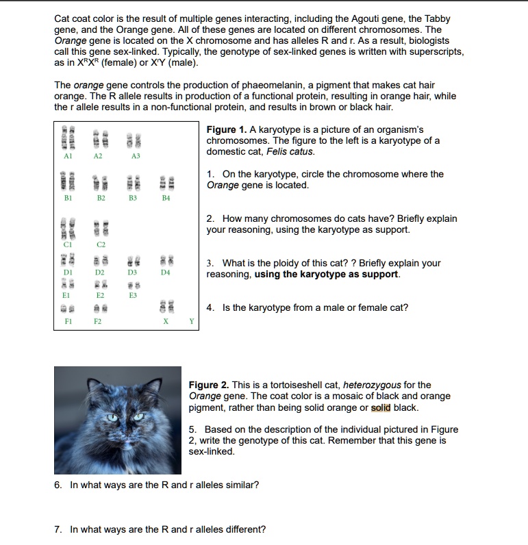 SOLVED Cat coat color is the result of multiple genes interacting