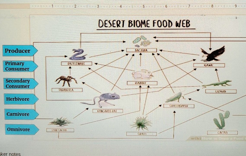 SOLVED: 'I need to know the producer primary Consumer secondary Consumer  herbivore carnivor and omnivore desert BIOME FOOD WEB Producer Primary  Consumer Secondary Consumer enbuli Herbivore MohEAl Carnivore Omnivore ker  notes'