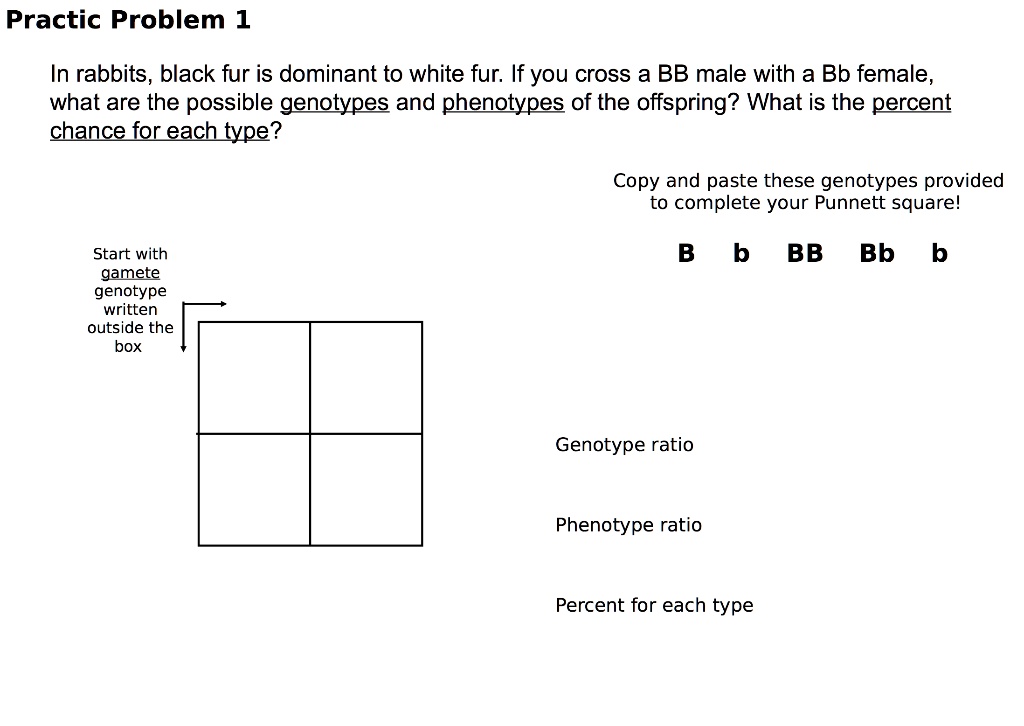 Practic Problem 1 In Rabbits Black Fur Is Dominant To White Fur If You ...