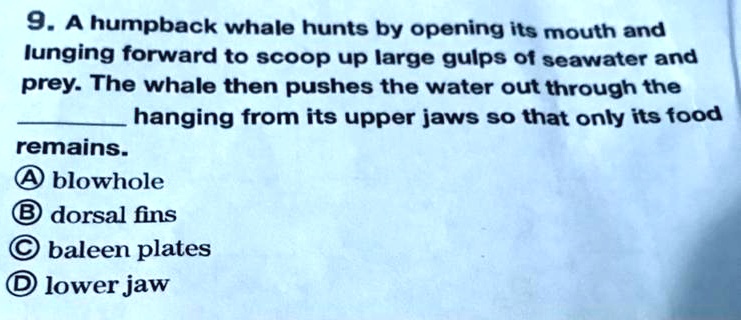 9. A humpback whale hunts by opening its mouth and
lunging forward to scoop up large gulps of seawater and
prey. The whale then pushes the water out through the
 hanging from its upper jaws so that only its food
remains.
A blowhole
B dorsal fins
C baleen plates
D lower jaw