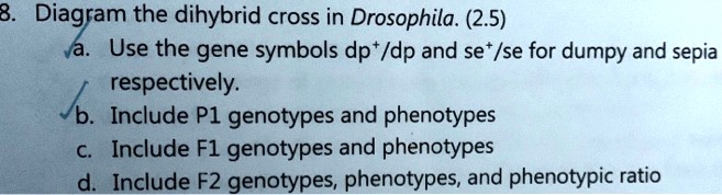 SOLVED: 3 Diagram the dihybrid cross in Drosophila: (2.5) Use the gene ...