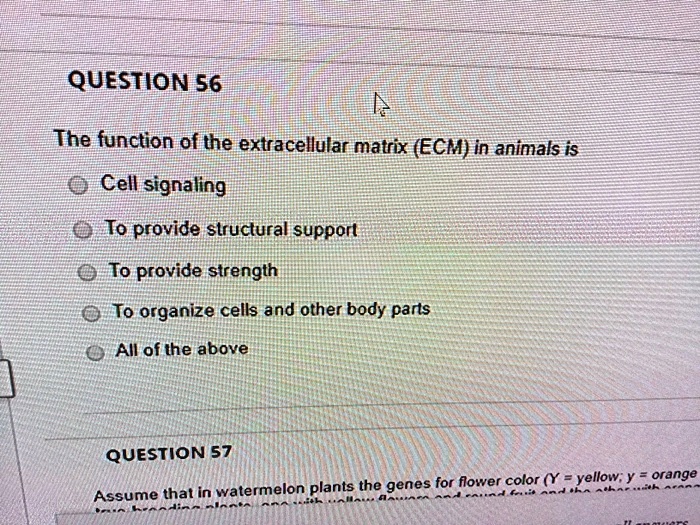 SOLVED: QUESTION 56 The function of the extracellular matrix (ECM) in  animals is Cell signaling To provide structural supporl To provide strength  To organize cells and other body parts All of the