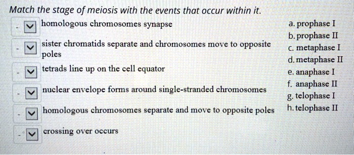 Match the stage of meiosis with the events that occur within it.
- homologous chromosomes synapse
- sister chromatids separate and chromosomes move to opposite poles
- tetrads line up on the cell equator
- nuclear envelope forms around single-stranded chromosomes
- homologous chromosomes separate and move to opposite poles
- crossing over occurs

a. prophase I
b. prophase II
c. metaphase I
d. metaphase II
e. anaphase I
f. anaphase II
g. telophase I
h. telophase II