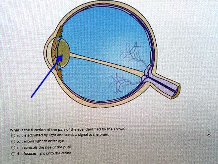 SOLVED What is the function of the part of the eye identified by the