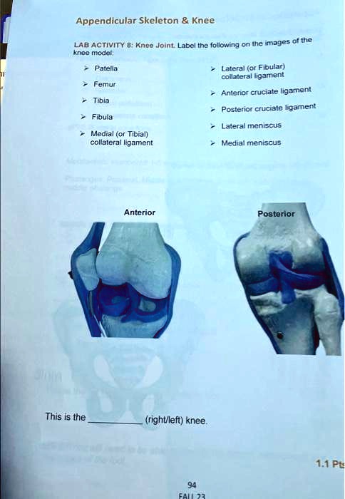 SOLVED: Texts: II a bloom Appendicular Skeleton Knee LAB ACTIVITY 8 ...