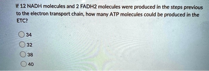 If 12 NADH molecules and 2 FADH2 molecules were produced in the steps previous to the electron transport chain, how many ATP molecules could be produced in the ETC?
34
32
38
40