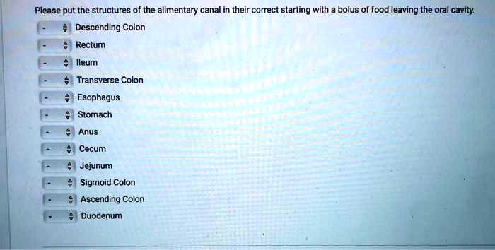 Please put the structures of the alimentary canal in their correct starting with a bolus of food leaving the oral cavity.
Descending Colon
Rectum
Ileum
Transverse Colon
Esophagus
Stomach
Anus
Cecum
Jejunum
Sigmoid Colon
Ascending Colon
Duodenum